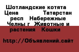 Шотландские котята › Цена ­ 15 000 - Татарстан респ., Набережные Челны г. Животные и растения » Кошки   